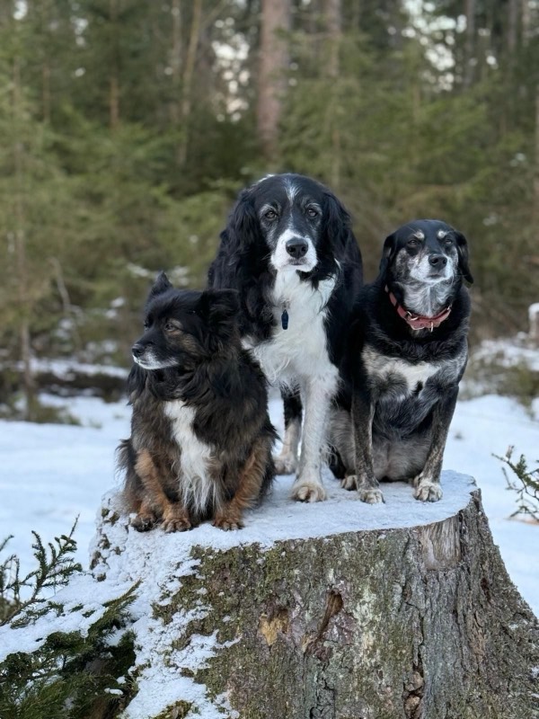 Die drei Hofhunde auf einem Baumstumpf im Schnee